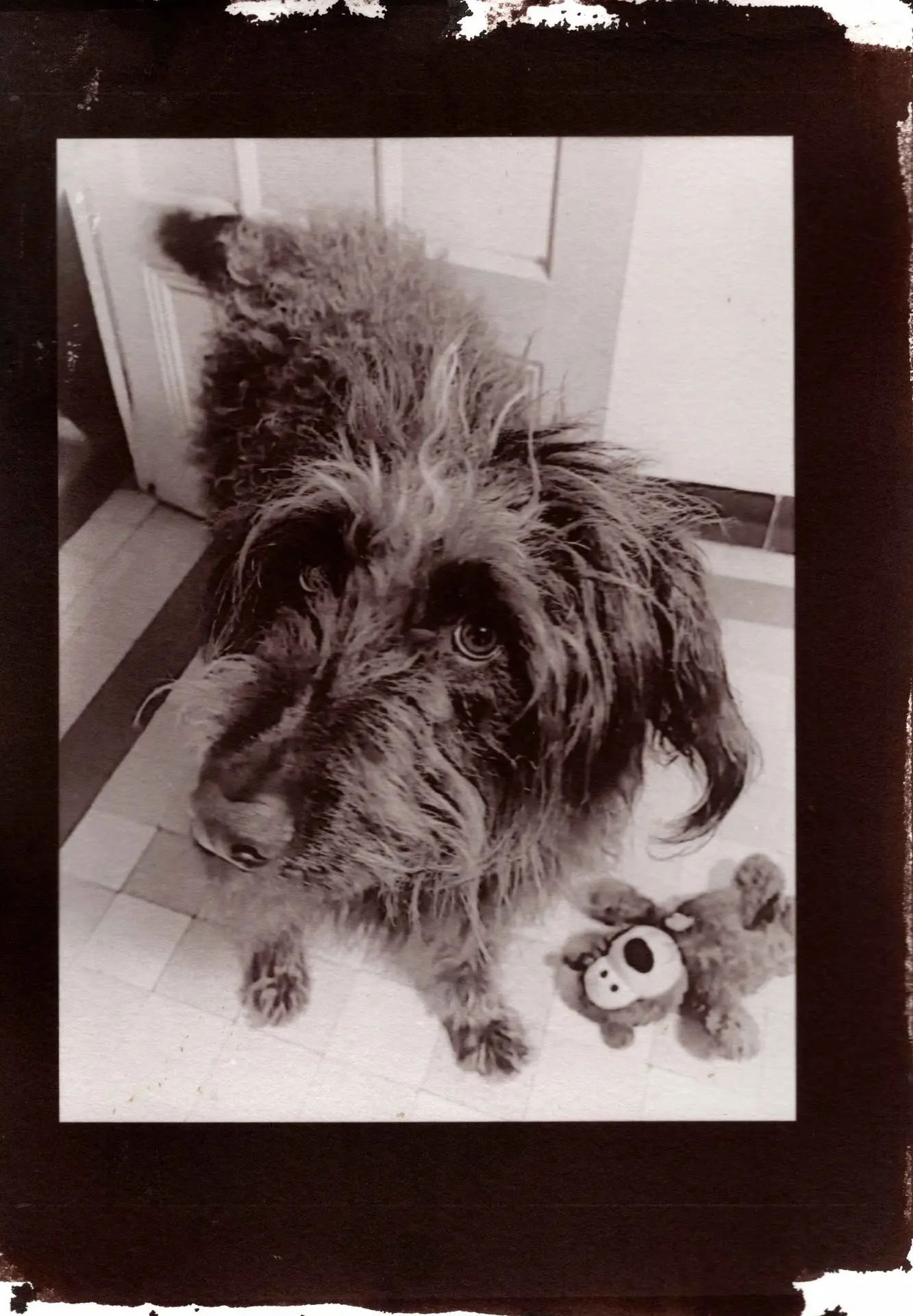 Chien Pipoca Pipoca, Imprimé salé teinté d'or. Sur cette image, on peut voir une teinte marron profonde que le ton or donne.